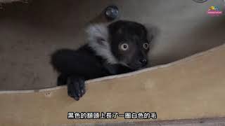 雌性白頸狐猴竟有「偽陰莖」？！雌雄難辨讓保育員傷腦筋！