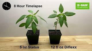 Status® vs. Diflexx®: Broadleaf Control in Motion | Time‑Lapse Comparison