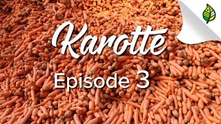 KAROTTE (3/3) - Wem sie wo schmeckt