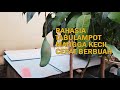 Tabulampot Mangga Cepat Berbuah