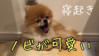 [Pomeranian dog] The stretch of waking up is cute #Shorts