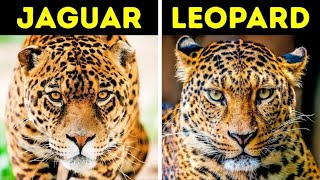 18 Animals That Are Often Confused Together | Bright Side | ബറൈറ് സൈഡ്