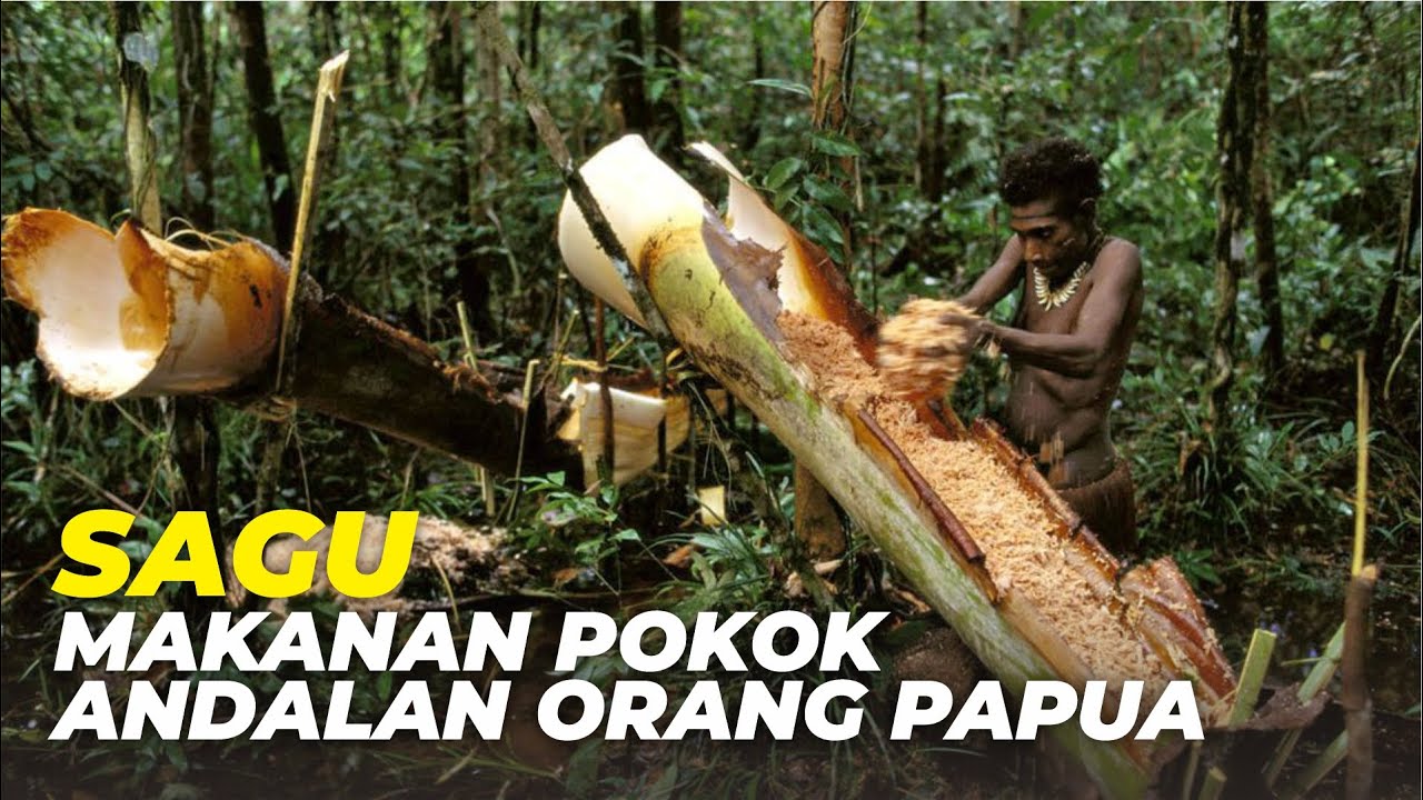 Mengenal Tanaman Pangan Sagu Dan Sejarahnya Hingga Menjadi Makanan ...