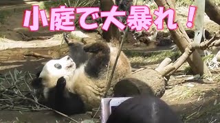 シャンシャン小庭で大暴れ編　cuteanimals