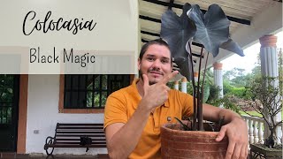 Colocasia Black Magic. 🍃🌚una planta fascinante.🧚