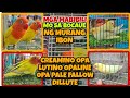 ITO MABIBILI MO NG MURA SA BOCAUE BULACAN KAPAG NAG PUNTA KA PART 4 #kapetshop #africanlovebird