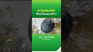 พายุฤดูร้อนถล่ม! ฟ้าผ่ายอดมะพร้าว | Thairath