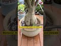 let me introduce it to you garden gardening gardentips gardencare gardentool viral foryou