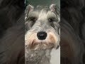 don t know what he s doing pets petreaction trending reels fypシ゚ video viralvideos