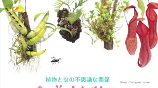 高知県立牧野植物園「食虫植物とアリ植物展」