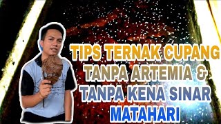 TERNAK IKAN CUPANG TANPA ARTEMIA & TANPA KENA SINAR MATAHARI