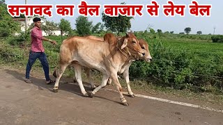 🔥सनावद का बैल बाजार से लेय बेल || निमाड़ी बेल जोड़ियां || Beljodi || bel bel bel ||🙏