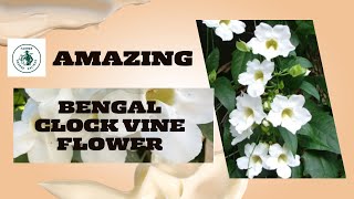 Discover the Bengal Clockvine Flower | Thunbergia grandiflora Features