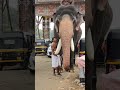 ernakulam sivakumar 🐘🔥 new shorts