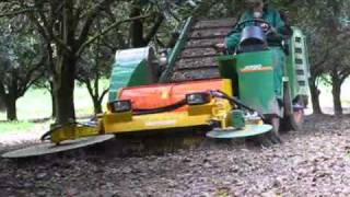 Monchiero in Australian Macadamia orchard.wmv