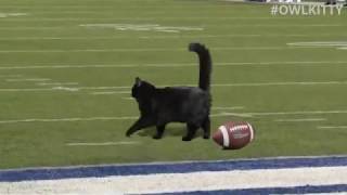 Black Cat Scores Touchdown (Giants - Cowboys Game)