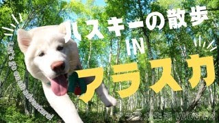 日/ENG【アラスカ生活 #2】ハスキーの散歩 in アラスカ【Life in Alaska #2】A daily walk with our husky in Alaska | VLOG