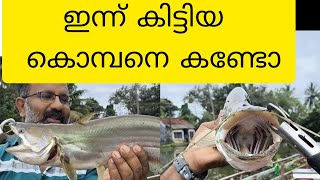 നാടൻ വാള | nadan vala | nadan fishing | choice masala