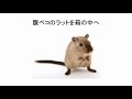 スキナーのオペラント条件づけ実験【心理学】