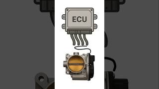 Your Throttle Is Lying Automobile Engine Racing