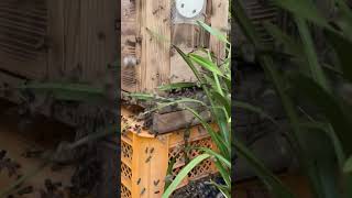 Bees are swarming #beekeeping #beekeeper