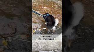 水遊びする柴犬 #dog #しば #shots #おもしろい #柴犬 #可愛い #shiba #愛犬 #しばチャンネル #四国めたん