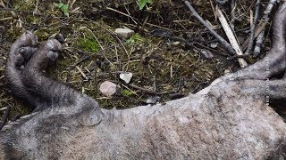 Чупакабра в Беларуси устроила охоту на куриц. Витебская область