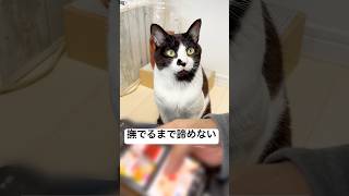 撫でろって圧をかけられるってこんな感じ#猫 #ハチワレ  #ばんくん  #shorts