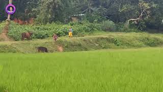 বাংলাদেশ ইন্ডিয়া সীমান্তবর্তী এলাকা কত সুন্দর দেখতে