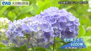 【大分】梅雨彩るアジサイ園