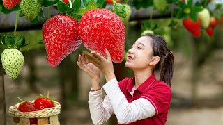 Harvesting Red Strawberry Goes To Market Sell - Farming and Livestock | Harvest DailyLife