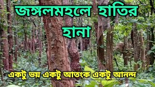 জঙ্গলে হাতি দেখতে গিয়ে হাতির তাড়া | Elephant attack | Nature is so beautiful