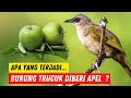 Rahasia trucukan gacor ropel uklik uklik | Manfaat Apel Untuk Burung Terucuk.