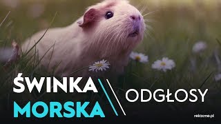 Świnka morska odgłosy - Co oznaczają?