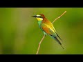 Merops apiaster