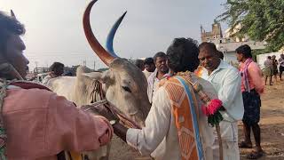 ఏమ్మిగనురు ఎద్దుల సంతలో