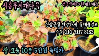 #시흥무지개다육#창모듬10종5만#군생중대품#데커룸#페리도트#캉캉#마른힐#퓨어러브#썬스타#룬데리