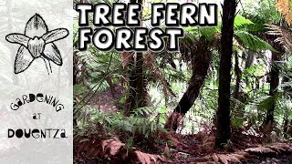 Tree Fern Forest Hike - Mata José Do Canto, Azores : 10 of 13