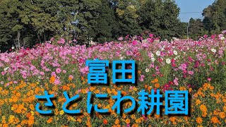 富田さとにわ耕園🌸満開の秋桜🌷3万本❤️見頃は11月初めまで🍀千葉市若葉区🎀無料スポット🩷2024年10月27日💖