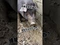 pig is so cute why eat it chinese mountain forest life and food moo tik tok fyp