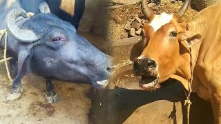 Village animal video #village #sound #animal #big #cow #buffalo