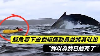 鯨魚吞下皮划艇運動員並將其吐出  當事人:“我以為我已經死了” | sharkoNEWS