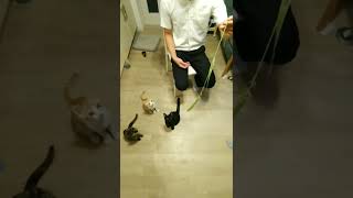 猫じゃらしで猫と遊ぶ