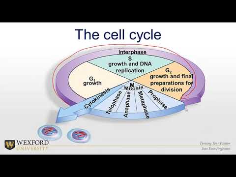 DNA Replication Mitosis And Cell Cycle | Health Professional Education ...