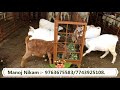 how to build shade for goat farming explained by ravinder u0026 manoj nikam hindi