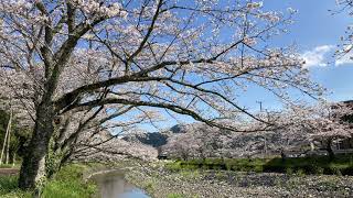 【FM-Hi! 音声のみ】お花見散歩 静岡の桜並木ならここ 興津川、庵原川、水見色川、新間谷川