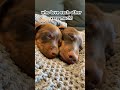 before we were the dancing dachshunds… minidachshund cute dog dachshund puppy trend cutepuppy