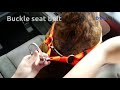 DIY Dog Seat Belt for Keeping Dogs Safe in the Car