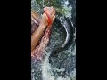 മുതല🐊പോലെ😱വലുതായി😨 alligator gar