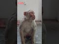 monkey 🐒 & cute baby 😍🍼 funny 🤣#comedy #funnyvideo #cutebaby #monkey #shortsviral